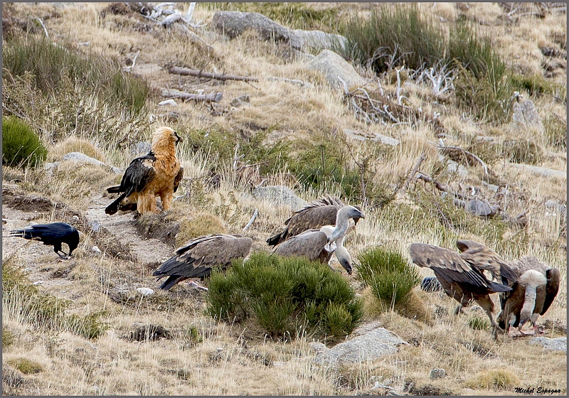 Gypaète barbu (1).jpg